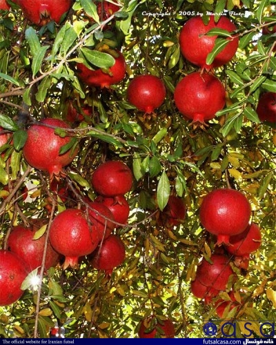 Pomegranate-wonderful